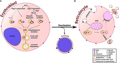 From Erythroblasts to Mature Red Blood Cells: Organelle Clearance in Mammals